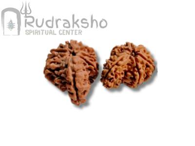 Savar Naag Rudraksha from Nepal